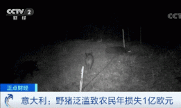 意大利野猪泛滥已超100万头 当地人很头疼